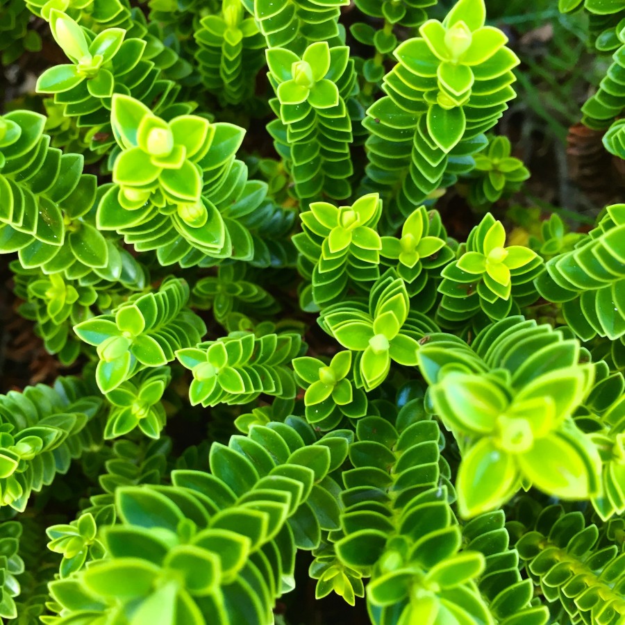 planta, verde, fluor, color, colorido, naturaleza, fondo, background, hoja, hojas, nadie, intenso, 