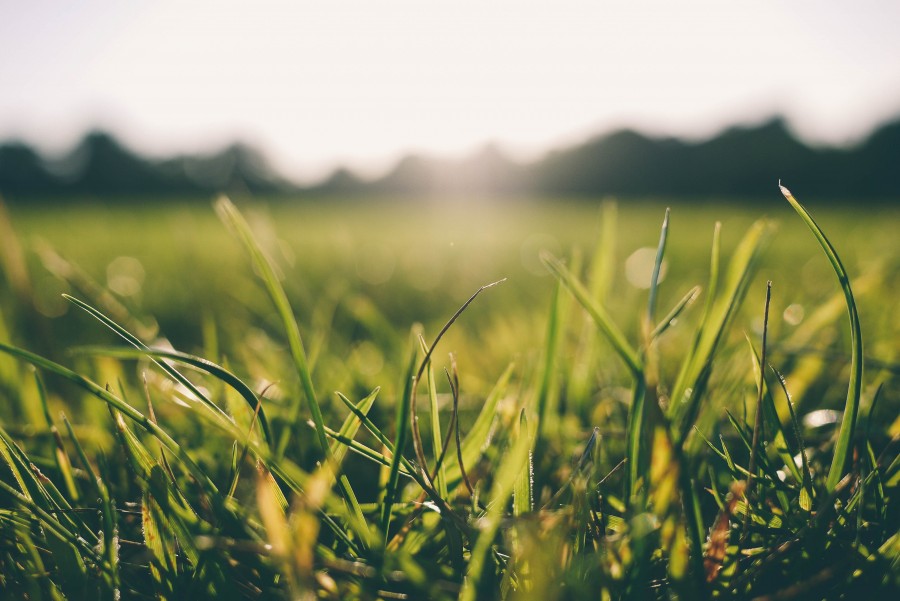 cesped, pasto, jardin, verde, atardecer, rayo de sol, primer plano, nadie, 