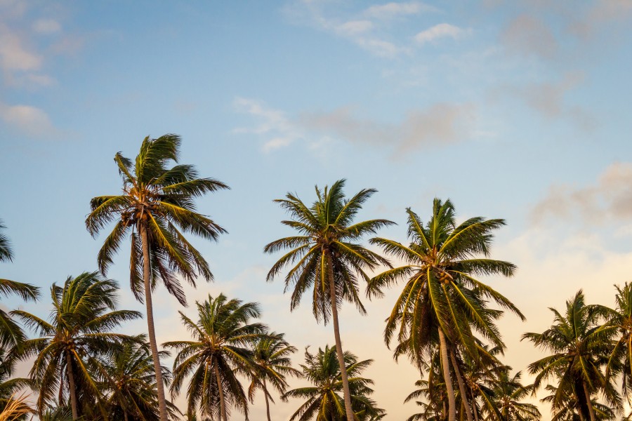 palmera, palmeras, arbol, arboles, naturaleza, caribe, paisaje, 