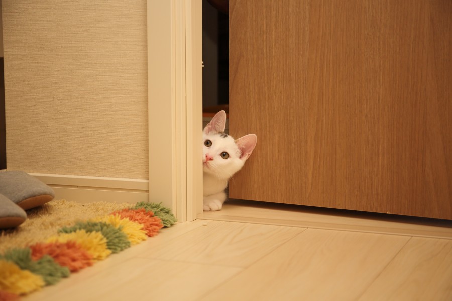 gato, animales mascota, puertas, curiosidad, curioso, escondido, escondite, miedo, simpatico, 