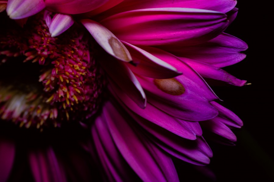 hermosa, flor, flora, flores, fondos de pantalla hd, hojas, naturaleza, belleza, natural, hojas, primavera, pimpollo, pétalos, degradé de color, florecer, yerberas, Fondos de Pantalla HD