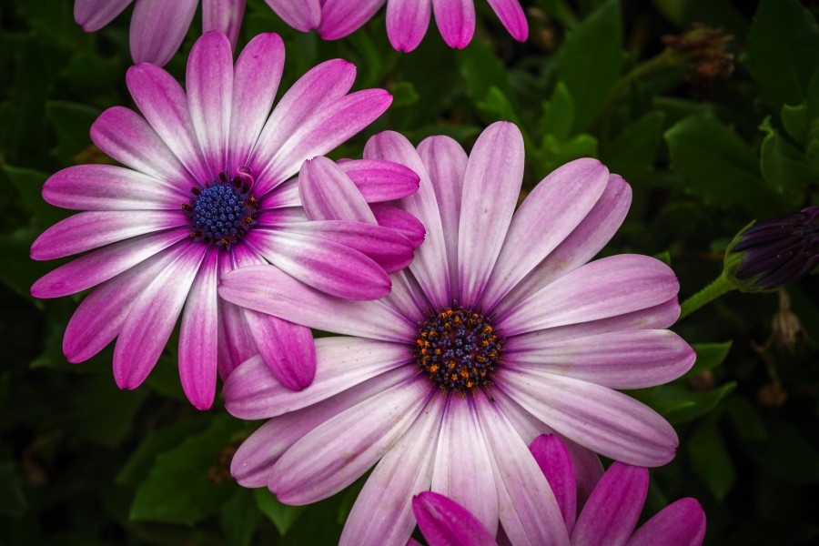 hermosa, flor, flora, flores, fondos de pantalla hd, hojas, naturaleza, belleza natural, violeta, rosa, verde, hojas, primavera, pimpollo, pétalos, degradé de color, florecer