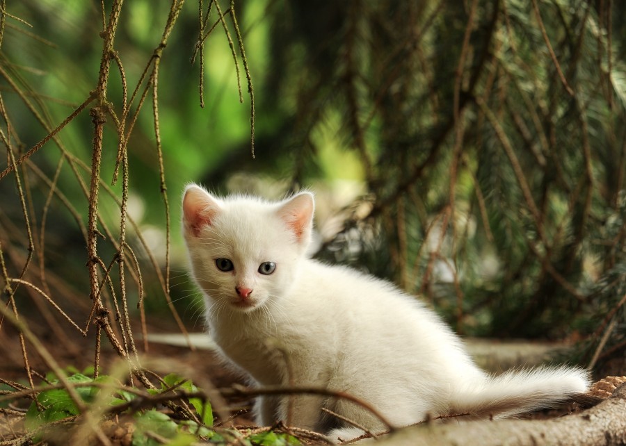 gatito, bebé de gato, animales jóvenes, agresivo, caza, gato, pieles, encantadora, animales, carnívoros, lindo, esponjoso, cabello, bebé, mamífero, pata, mascotas, juguetón, retrato, pura sangre, pequeños, curioso, querido , fotos gratis,  imágenes gratis, Gato doméstico, Cabeza de animales Retrato, Gato melado, Monada, Gatito, Animales, Fotografía, Mirando a la cámara, Animal doméstico, Animal joven, Color, Día, Horizontal, Interior, Mascota, Nadie, Ojo de Animales, Parte del cuerpo animales Temas de animales, Un animales adorable, tierno, mascota, peludo, melena, colores, pelos, rayas, felino, minino, micifuz, michino, madrileño, felido, gatuno