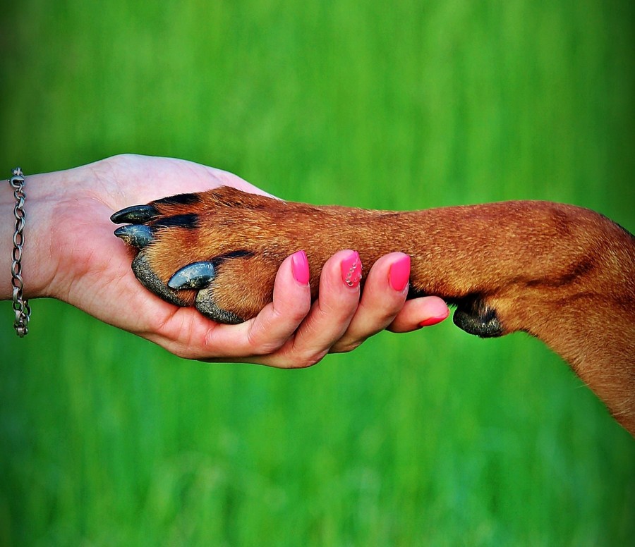 con el pie, amistad, almohadillas, perro, mascota, animales mujer, manos, uñas, tomandos de la mano