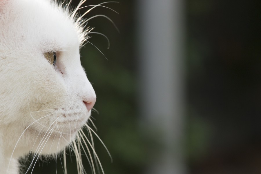 gatito, bebé de gato, animales jóvenes, agresivo, caza, gato, pieles, encantadora, animales, carnívoros, lindo, esponjoso, cabello, bebé, mamífero, pata, mascotas, juguetón, retrato, pura sangre, pequeños, curioso, querido , fotos gratis,  imágenes gratis, Gato doméstico, Cabeza de animales Retrato, Gato melado, Monada, Gatito, Animales, Fotografía, Mirando a la cámara, Animal doméstico, Animal joven, Color, Día, Horizontal, Interior, Mascota, Nadie, Ojo de Animales, Parte del cuerpo animales Temas de animales, Un animales adorable, tierno, mascota, peludo, melena, colores, pelos, rayas, felino, minino, micifuz, michino, madrileño, felido, gatuno
