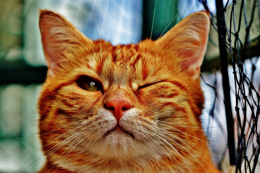 gatito, bebé de gato, animales jóvenes, agresivo, caza, gato, pieles, encantadora, animales, carnívoros, lindo, esponjoso, cabello, bebé, mamífero, pata, mascotas, juguetón, retrato, pura sangre, pequeños, curioso, querido , fotos gratis,  imágenes gratis, Gato doméstico, Cabeza de animales Retrato, Gato melado, Monada, Gatito, Animales, Fotografía, Mirando a la cámara, Animal doméstico, Animal joven, Color, Día, Horizontal, Interior, Mascota, Nadie, Ojo de Animales, Parte del cuerpo animales Temas de animales, Un animales adorable, tierno, mascota, peludo, melena, colores, pelos, rayas, felino, minino, micifuz, michino, madrileño, felido, gatuno
