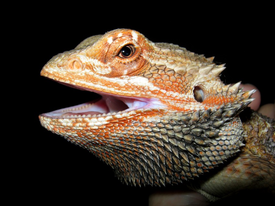 cabeza, reptil, dragon barbudo, fondo negro, primer plano, fauna, salvaje, boca abierta, 