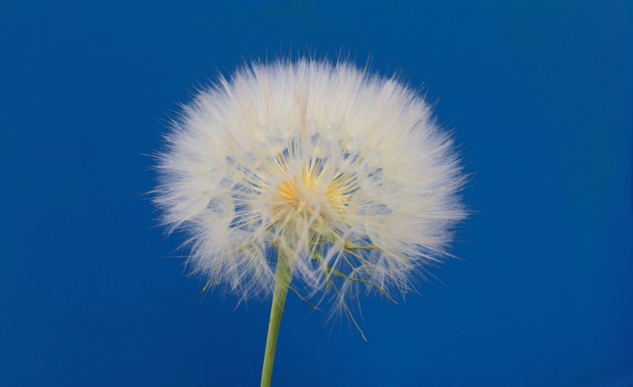 flor, diente de leon, plumerillo, panadero, vista de frente, primer plano, naturaleza, 