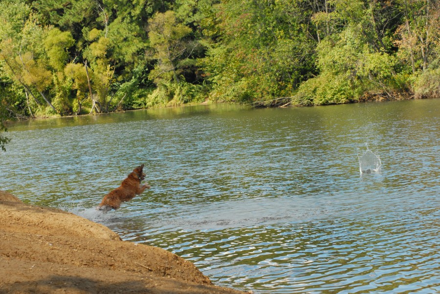 animales mascota, perro, juego, jugar, atrapar, buscar, buscando, rio, agua, aire libre, tiempo libre, recreacion, jugando, salto, saltar, saltando, piedra, verano, agua, arena, costa, 