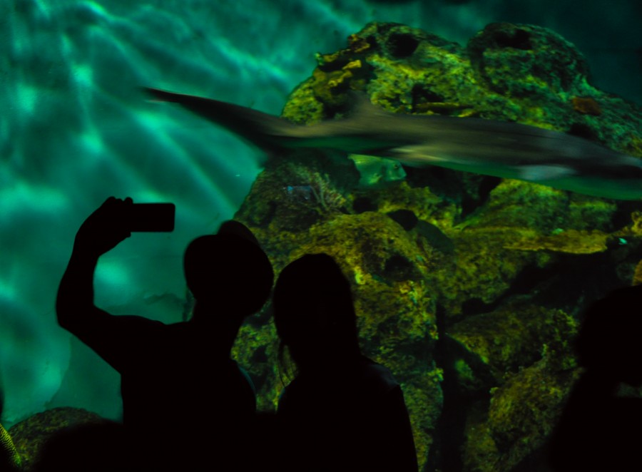 selfie, celular, pareja, jovenes, acuario, paseo, peces, tiburones, fondo del mar, vida marina, pecera, paseo, hombre, mujer, sombrero, sombras, fotografia