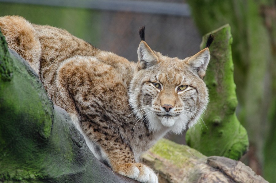lince, felino, animales uno, salvaje, selva, 