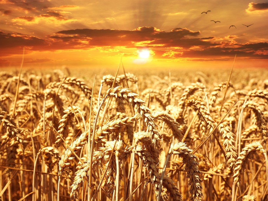 trigo, atardecer, campo, naturaleza, cultivo, dorado, espiga, 