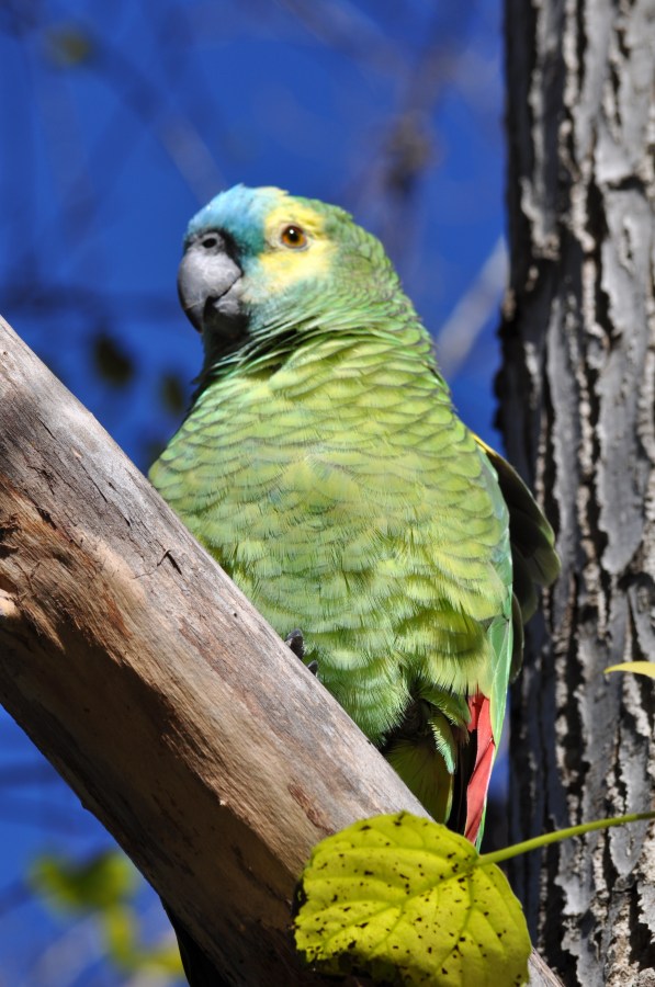 Un Animales, Loro, Lorito, Verde, Ave, Aves