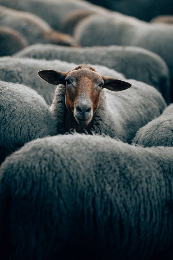 oveja, ganado, animal, lana, agricultura, granja, retrato, mamífero, agricultura, blanco, césped, lindo, naturaleza, verde, campo, cordero, prado, mirando, joven, primavera, rural, fondo, nacional, pelaje, oveja, verano, natural, uno, pastar, cabeza, campo, manada, rebaño, pasto, Tierras de cultivo, lanudo, cara, cámara, al aire libre, en pie, gracioso, al aire libre, nuevo, paisaje, hermosa, ganado, raza, nadie, ver
