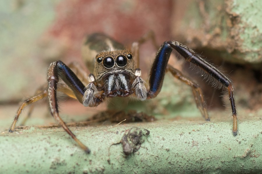 araña, primer plano, insecto, ojos, uno, animales 