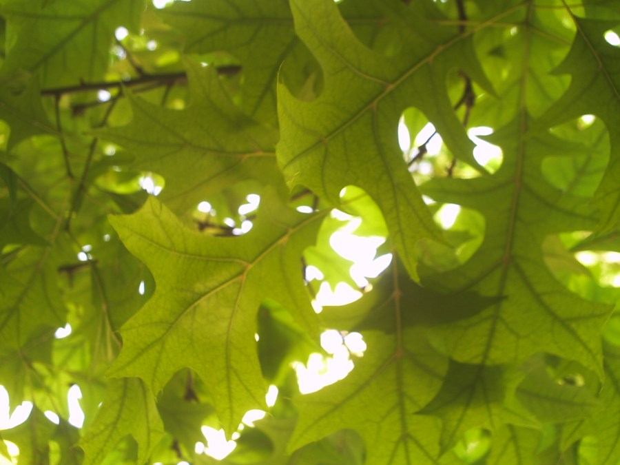 Hojas, Textura, Texturas, Arbol, Verde