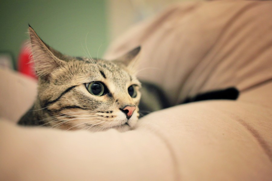 Gato, Gatos, Mascota, Mascotas, Animales, gatito, Gatitos, 