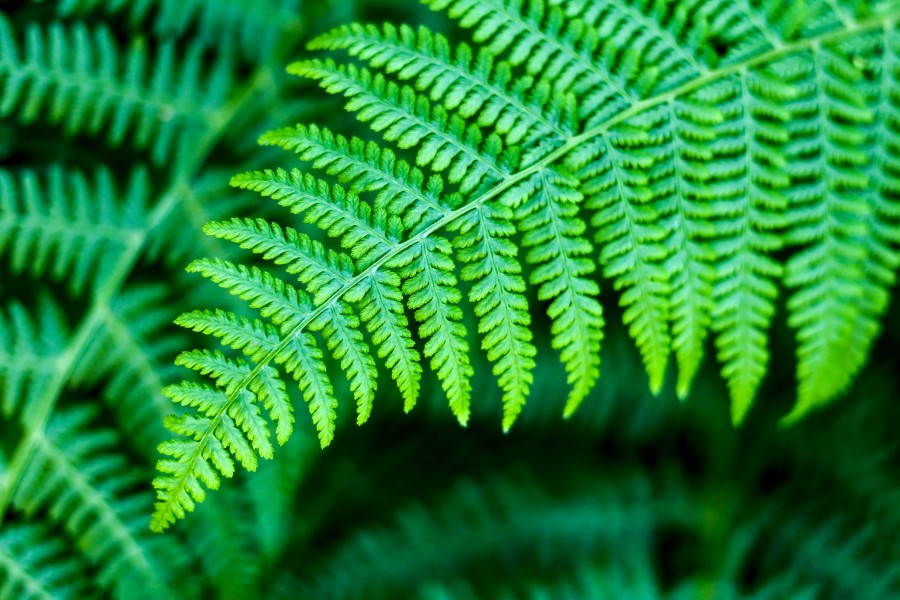 planta, hoja, verde, naturaleza, fondo, background, primer plano, 