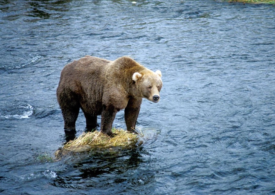 oso gris, oso, animales rio, mamifero, uno, salvaje, 