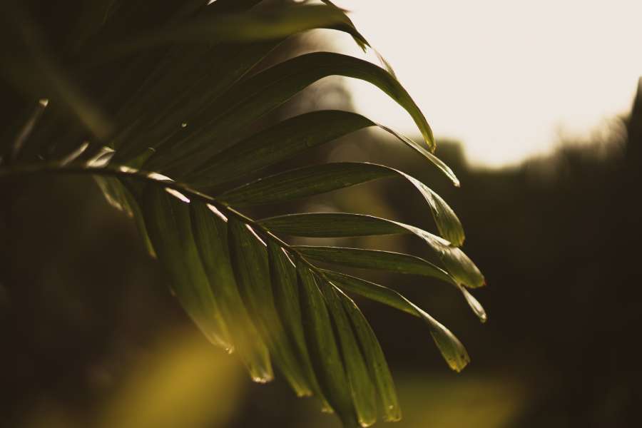 verde, verano, palma, tropical, hoja, fondo, planta, naturaleza, árbol, blanco, decoración, exótico, selva, playa, floral, follaje, aislado, flora, ilustración, papel tapiz, primavera, vector, textura, hawai, jardín, rama, patrón, diseño, Moda, botánico, natural, impresión, art, Monstera, trópico, paraíso, bosque, negro, Brasil, conjunto, plátano, de cerca, belleza, Retro, hermosa, vendimia, de moda, decorativo, Miami, California
