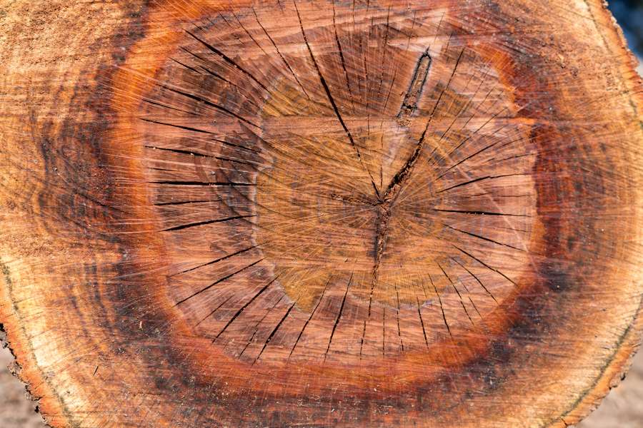 Detalle, Corcho, Roble, Quercus suber, sección transversal, Textura, Fondo, Madera, Al aire libre, Macro, Árbol, Tronco, Anillos, madera, registro, madera, industria, madera,
