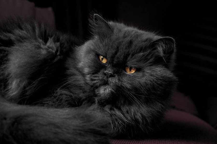gatito, bebé de gato, animales jóvenes, agresivo, caza, gato, pieles, encantadora, animales, carnívoros, lindo, esponjoso, cabello, bebé, mamífero, pata, mascotas, juguetón, retrato, pura sangre, pequeños, curioso, querido , fotos gratis,  imágenes gratis, Gato doméstico, Cabeza de animales Retrato, Gato melado, Monada, Gatito, Animales, Fotografía, Mirando a la cámara, Animal doméstico, Animal joven, Color, Día, Horizontal, Interior, Mascota, Nadie, Ojo de Animales, Parte del cuerpo animales Temas de animales, Un animales adorable, tierno, mascota, peludo, melena, colores, pelos, rayas, felino, minino, micifuz, michino, madrileño, felido, gatuno