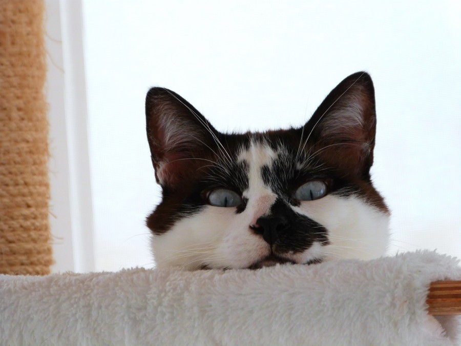 gatito, bebé de gato, animales jóvenes, agresivo, caza, gato, pieles, encantadora, animales, carnívoros, lindo, esponjoso, cabello, bebé, mamífero, pata, mascotas, juguetón, retrato, pura sangre, pequeños, curioso, querido , fotos gratis,  imágenes gratis, Gato doméstico, Cabeza de animales Retrato, Gato melado, Monada, Gatito, Animales, Fotografía, Mirando a la cámara, Animal doméstico, Animal joven, Color, Día, Horizontal, Interior, Mascota, Nadie, Ojo de Animales, Parte del cuerpo animales Temas de animales, Un animales adorable, tierno, mascota, peludo, melena, colores, pelos, rayas, felino, minino, micifuz, michino, madrileño, felido, gatuno