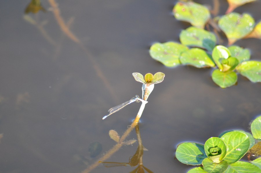 Plantas, Insecto, Flotando, Lago, Laguna