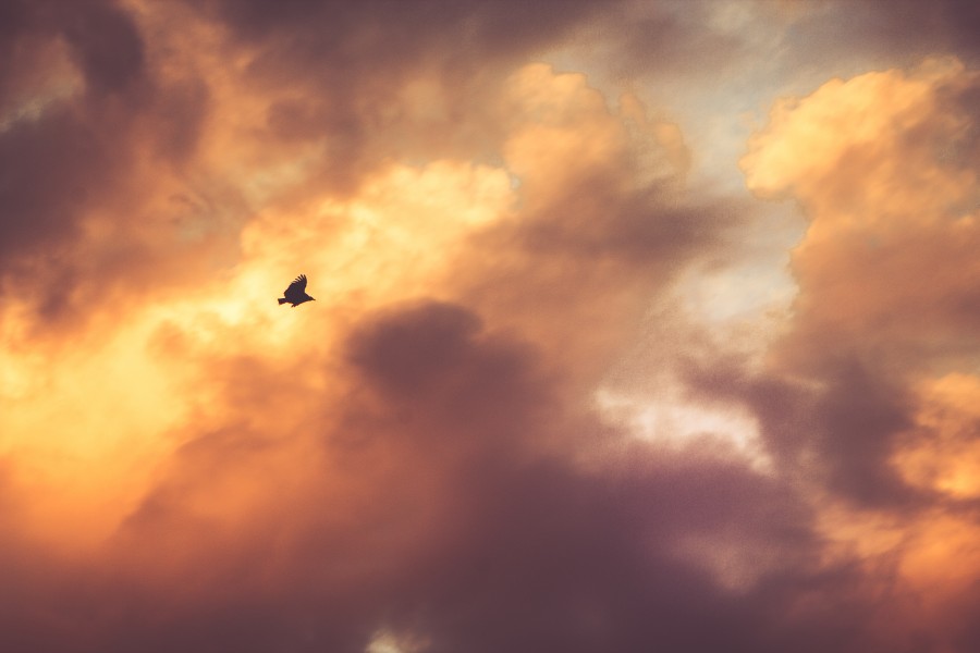 atardecer, cielo, paisaje, nube, nubes, ave, volando, volar, naturaleza, 