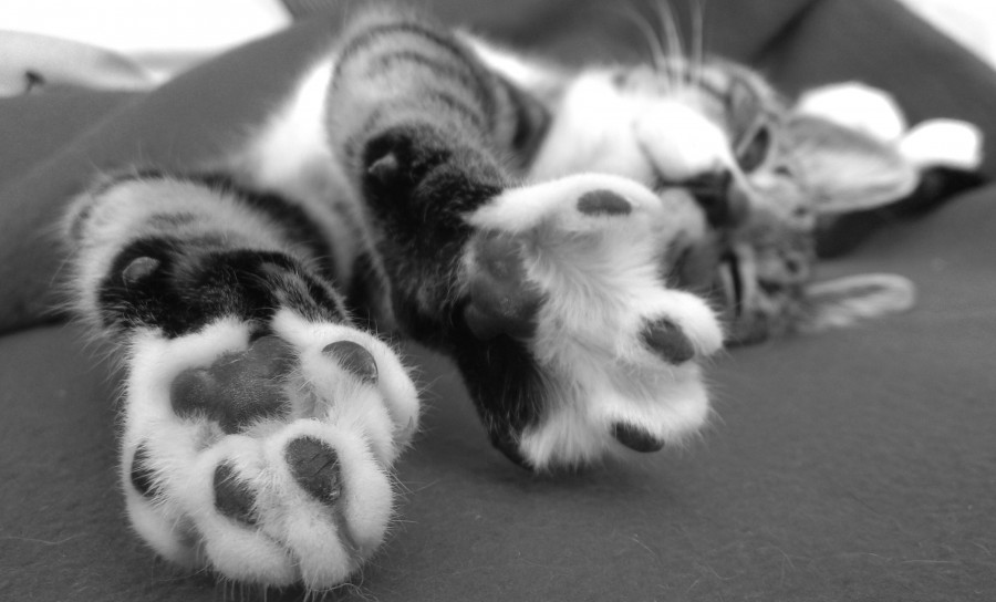 patas, recostado, acostado, gatito, bebé de gato, animales jóvenes, agresivo, caza, gato, pieles, encantadora, animales, carnívoros, lindo, esponjoso, cabello, bebé, mamífero, pata, mascotas, juguetón, retrato, pura sangre, pequeños, curioso, querido , fotos gratis,  imágenes gratis, Gato doméstico, Cabeza de animales Retrato, Gato melado, Monada, Gatito, Animales, Fotografía, Mirando a la cámara, Animal doméstico, Animal joven, Color, Día, Horizontal, Interior, Mascota, Nadie, Ojo de Animales, Parte del cuerpo animales Temas de animales, Un animales adorable, tierno, mascota, peludo, melena, colores, pelos, rayas, felino, minino, micifuz, michino, madrileño, felido, gatuno