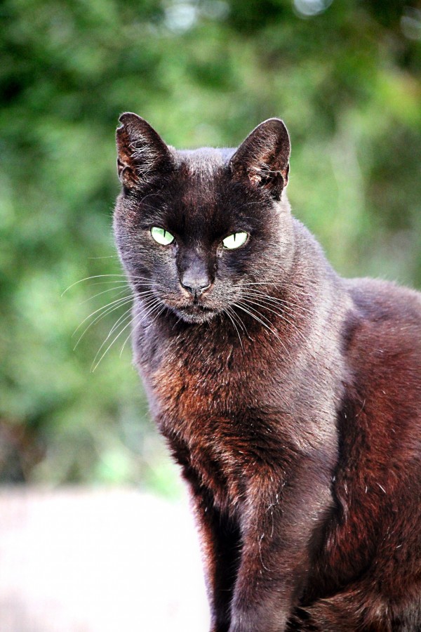 gatito, bebé de gato, animales jóvenes, agresivo, caza, gato, pieles, encantadora, animales, carnívoros, lindo, esponjoso, cabello, bebé, mamífero, pata, mascotas, juguetón, retrato, pura sangre, pequeños, curioso, querido , fotos gratis,  imágenes gratis, Gato doméstico, Cabeza de animales Retrato, Gato melado, Monada, Gatito, Animales, Fotografía, Mirando a la cámara, Animal doméstico, Animal joven, Color, Día, Horizontal, Interior, Mascota, Nadie, Ojo de Animales, Parte del cuerpo animales Temas de animales, Un animales adorable, tierno, mascota, peludo, melena, colores, pelos, rayas, felino, minino, micifuz, michino, madrileño, felido, gatuno
