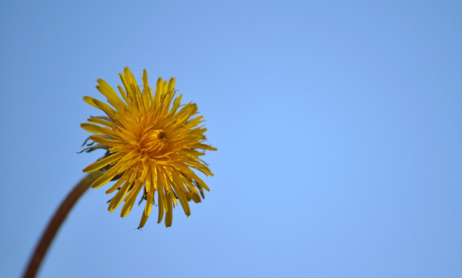 Flor, Flores, Cielo, Fondo Celeste, Amarilla, Naturaleza