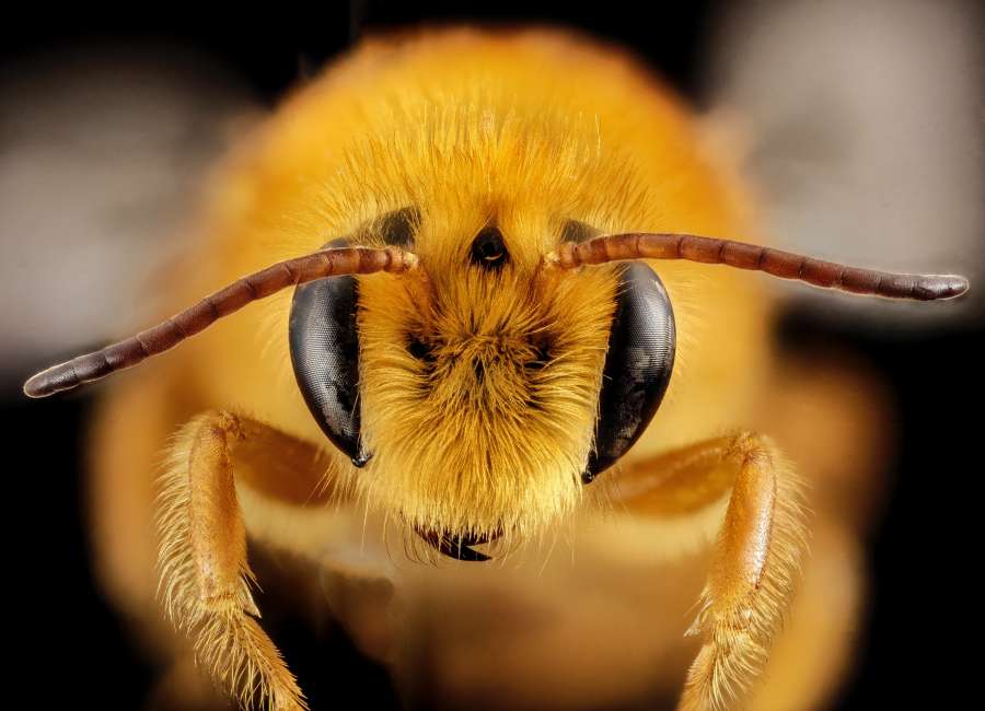 Miel, macro, abeja, trabajador, polínico, agricultor, dulce, enjambre, cera de abejas, colectivo, granja, domesticado, polinizar, colonia, nido, reina, muchos, agricultura, panal, planta, amarillo, animal, néctar, primer plano, jardín flor, naturaleza, polen, insecto, polinización, almacenado, gránulos, grande, saludable, miel de abeja, alimentos, recogido, naranja, real, ambrosía, verano, hoja, al aire libre, mosca, ala, verde, flor, eco, primavera, hermosa , blanco, brillante, salud, trabajo, natural, bolas, temporada, vuelo, suplemento, polen de abeja, cría, nutrición, crudo, enzimas, polvo, producto, ingrediente, alternativa, abeja, abeja obrera, orgánico, alimentación, bacopa, embalado , medicamento
