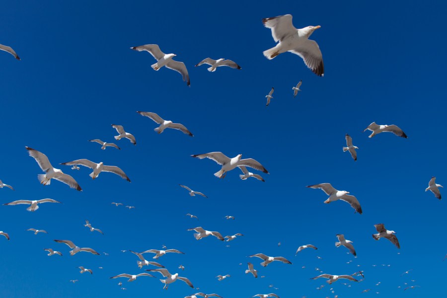 gaviotas, mucho, Muchos, cielo, pajaro, pajaros, bandada, lleno, cielo azul, dia, volando, volar, libertad, migracion, migrar,