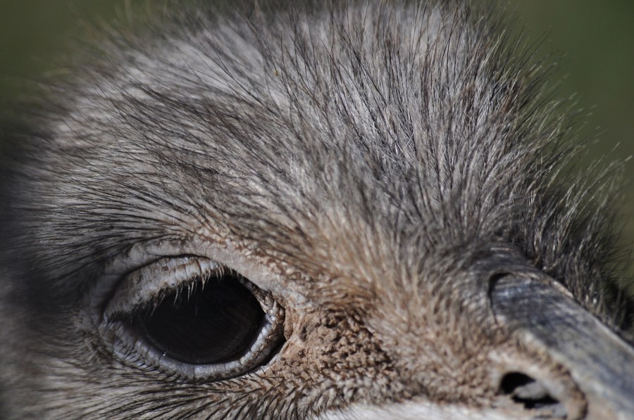 Avestruz, un animales ave, ojo, plumas, plumaje, pico, veloz, velocidad, África,Africano,Altura,Animales,Apariencia,Ave,Avestruces,Aviar,Cabeza,Conservación,Conservar,Cuello,Struthio camelus