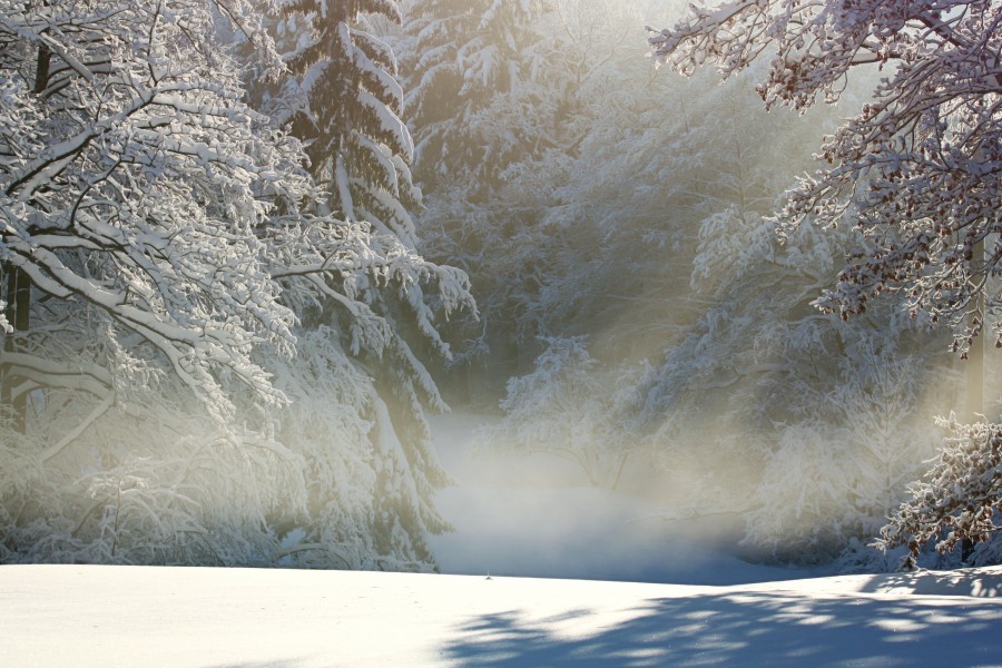 paisaje, nieve, nevado, bosque, amanecer, mañana, nadie, naturaleza, 