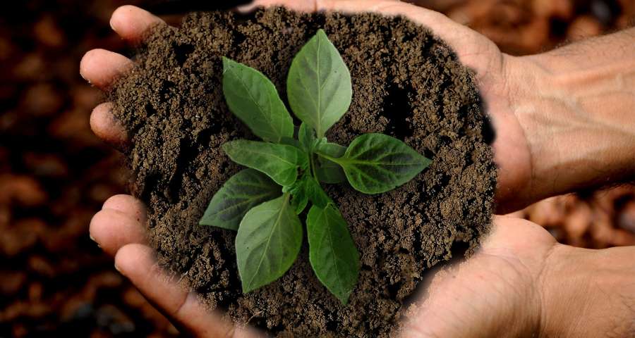 hombre, mano, mostrar, sostener, naturaleza, cultivo, plantacion, ciudado, planta, tierra, concepto, crecer, 