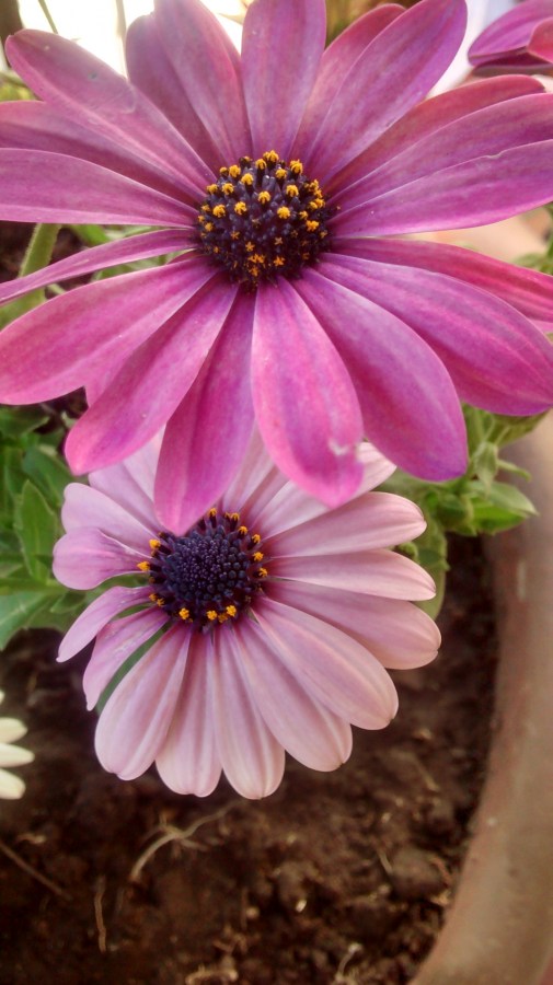 Flor, flores, gerberas,jardin,maseta