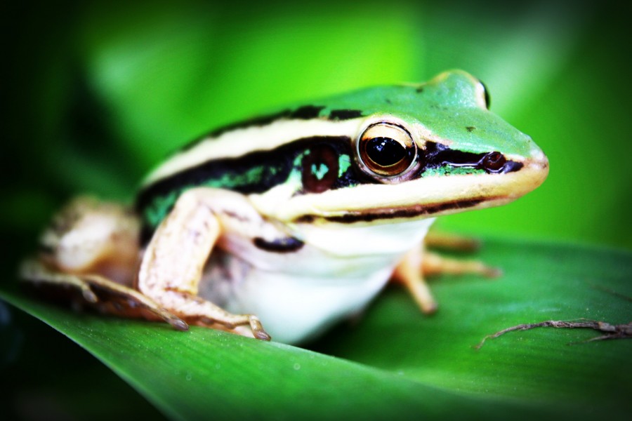 rana, animales primer plano, detalle, naturaleza, uno,  anfibio