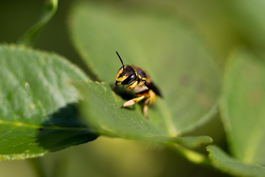 abeja, primer plano, insecto, naturaleza, 