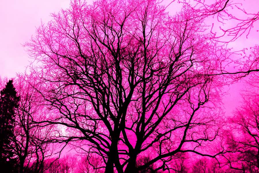 resumen, solo, arte, negro, rama, brillante, color, oscuro, amanecer, medio ambiente, otoño, niebla, fondos de pantalla HD, paisaje, naturaleza, al aire libre, escénica, silueta, sol, árbol, violeta, fondo de pantalla, invierno, madera