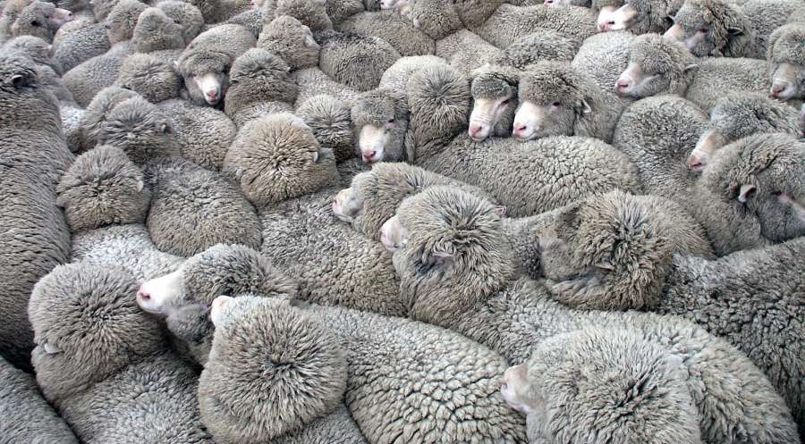 cerca, ovejas, animal, caras, cercanas, abundantes, animales, australia, australiano, primer plano, campo, multitud, lleno de ovejas, curiosidad, lindo, granja, granjero, granjas, vida silvestre, entre sí,apretado,apretadas