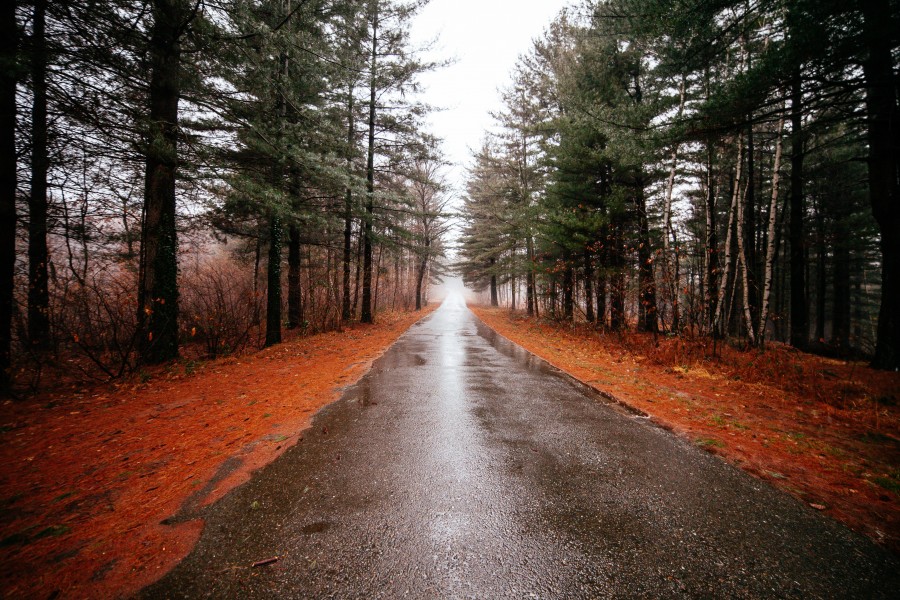 carretera, otoño, bosque, dia, naturaleza, paisaje, nadie, calle, camino, 