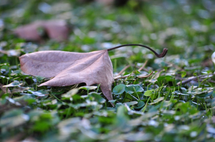 Otoño, Hojas, Hoja, Seco, Otoñal, Fondo, Fondos, Naturaleza, Verde, Amarillo