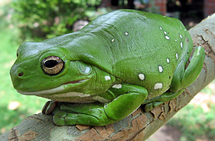 rana, sapo, verde, tropical, venenoso, animales salvaje, selva, amazonas, 