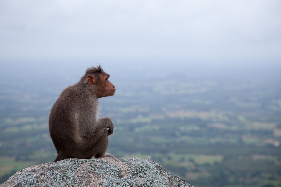 indie, india, mono, animal monos, sentado, salvaje, mirando el horizonte, vista de perfil, meditacion, meditar, 