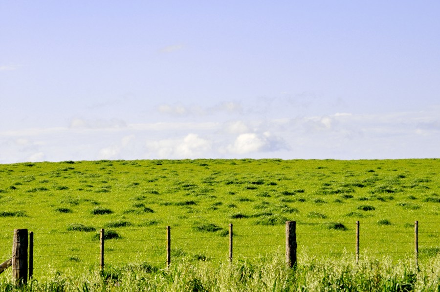 Campo, Verde, Paisaje, Rural, Nadie, Cerco, Dia, Verano, 
