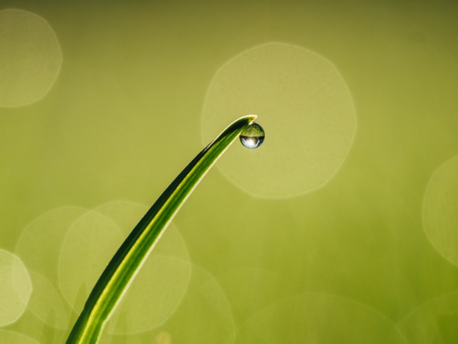 pasto, fondo, background, naturaleza, gota, primer plano, macro, verde, 