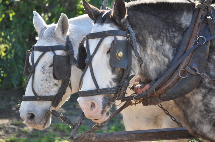 Caballo, Caballos, Paseo, Campo, tomas jofre