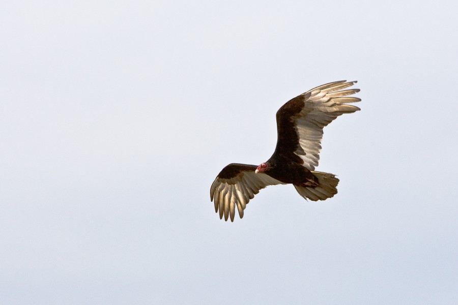animales animales, volar, volando, aguila, rapaz, ave, aves, predador, salvaje, 